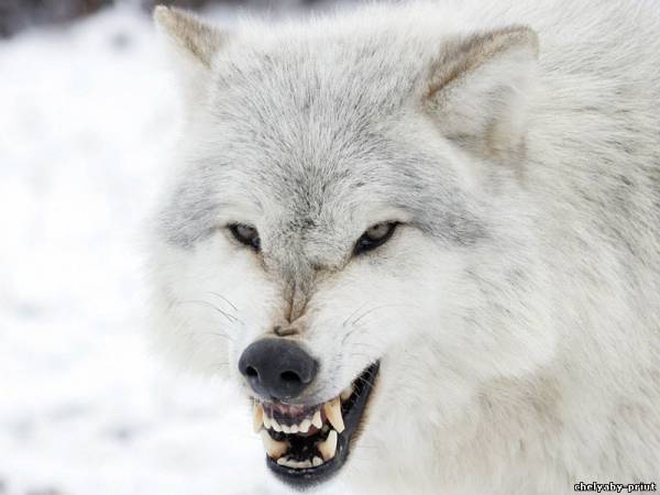 Сергей Руженцев