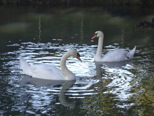 Ольга Шутова