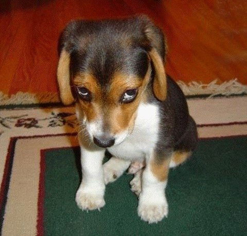 Алексей Доманов