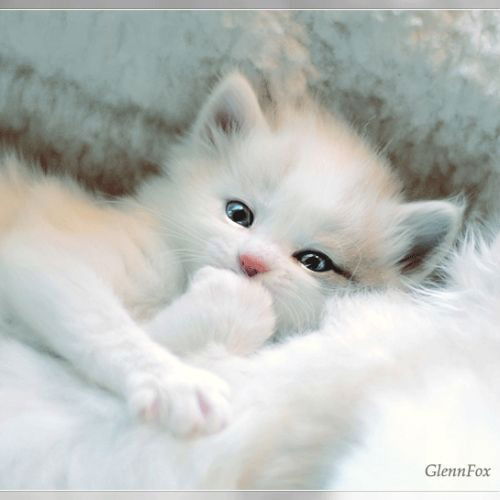 Милый Котёнок