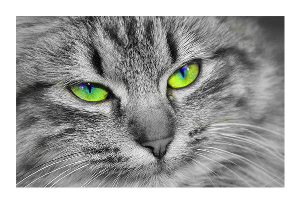 Algirdas Dobrovolskas