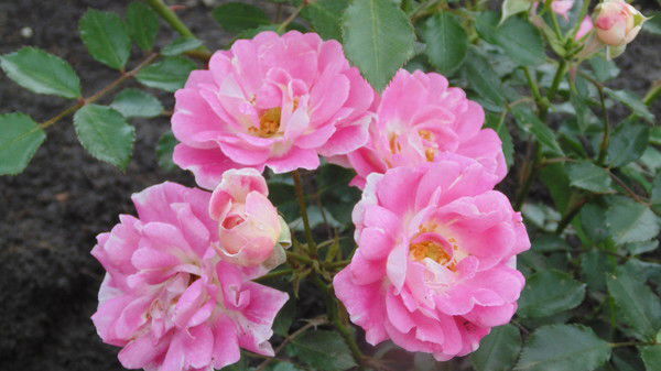 Елена Чепурная