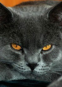 Анастасия Воротнюк