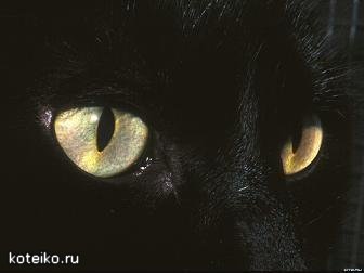 Котька:) Мууррр