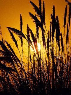 Оля Нагребецька