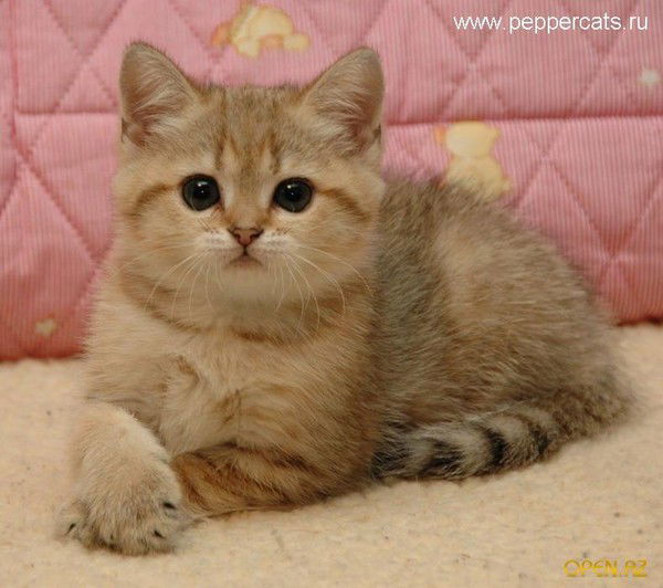 Бота Батталгазиева