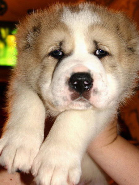 Канслу Кадырова