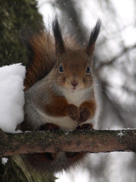Светлана Белова