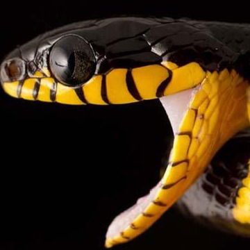 Андрей Змей