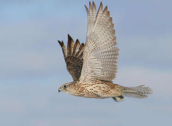 Alisher Hayitmurodov