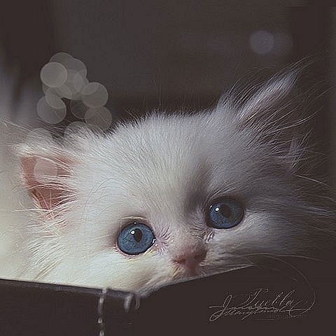 Светлана ***