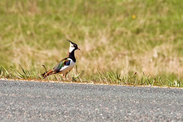 Николай Дроздов