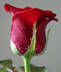 Домострой ***