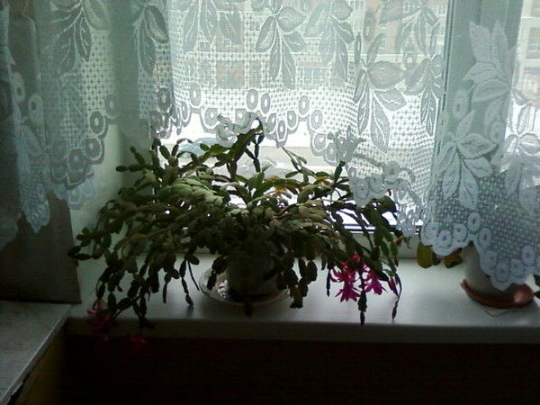 Алена Афанасьева