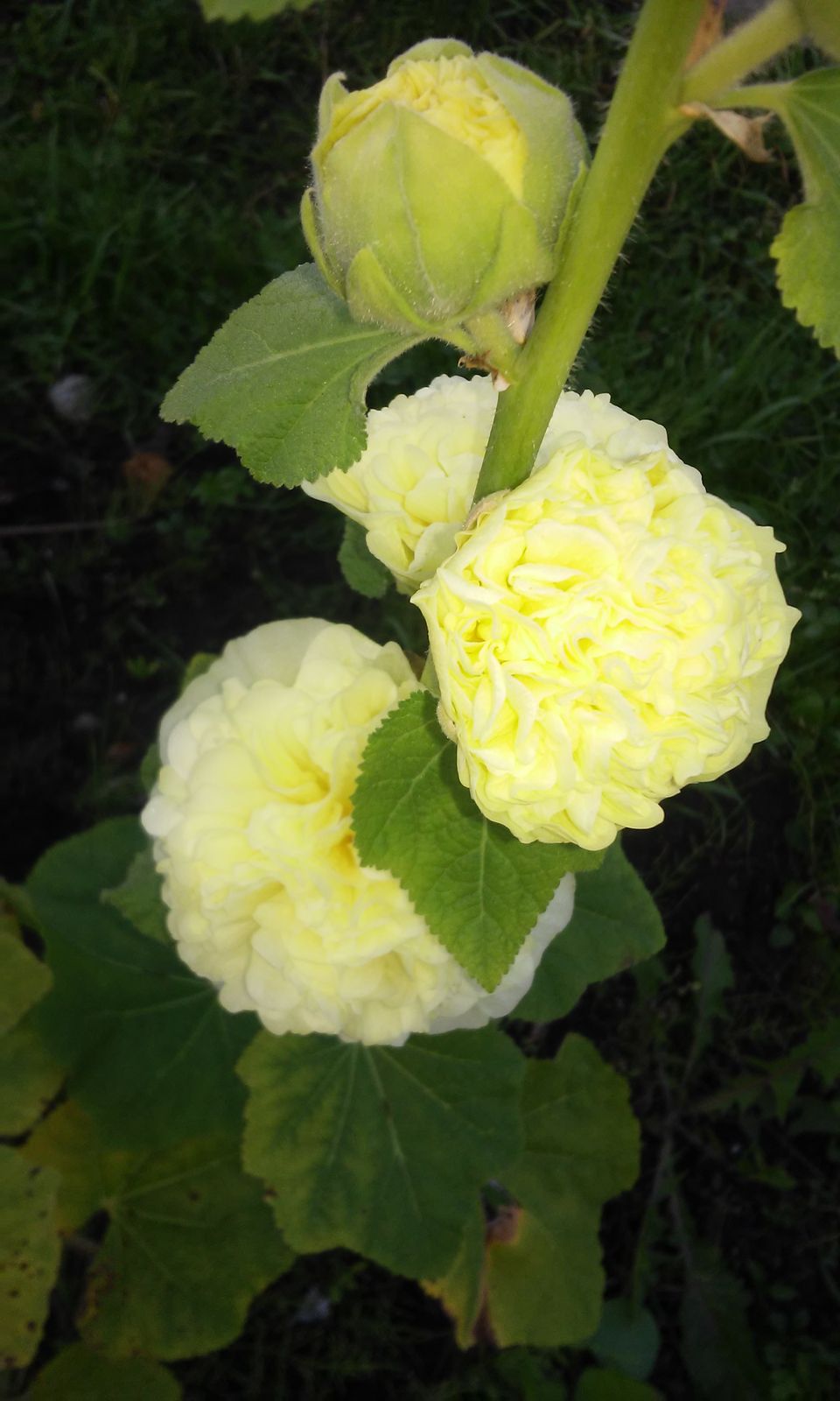 Анастасия ???