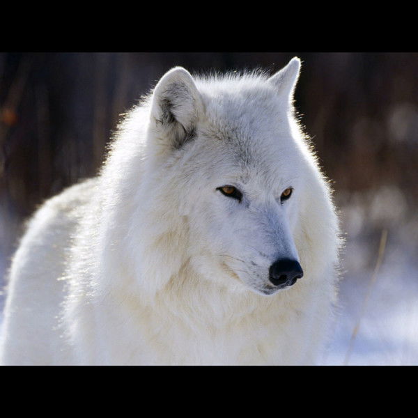 Роман Дымовский