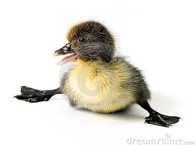 Надежда Уткина