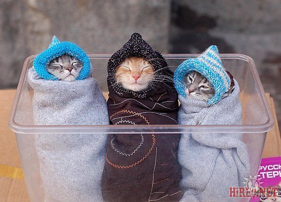 Ася Курбанова