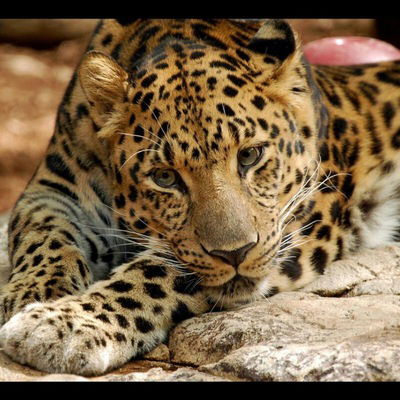 Ахмед Багомедов