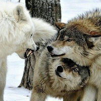 Аслан Исраилов