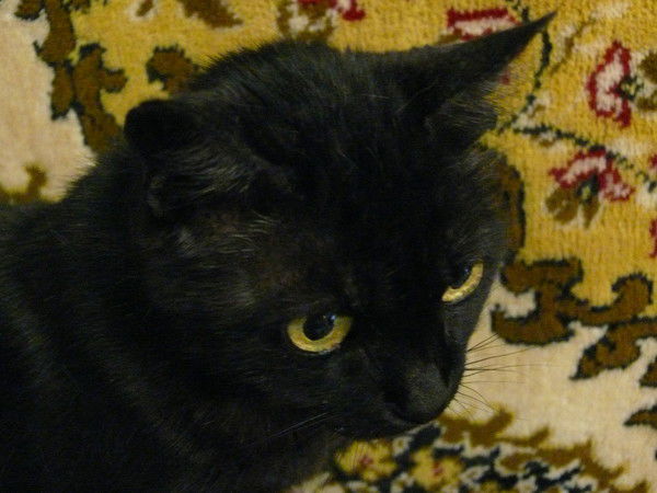 Юлия Пашкова