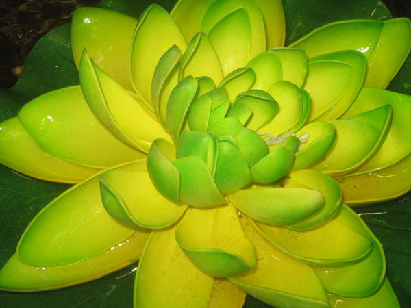 Анастасия Панина