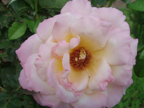 Елена Постикова