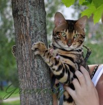 Алексей Зарицкий