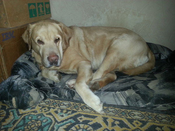 Александр Григорьев