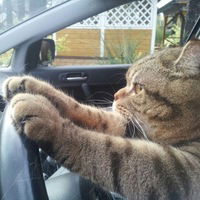 Коля Хижняк