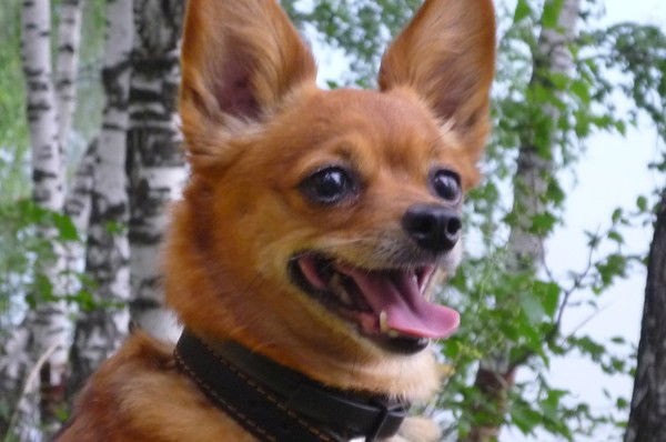 Юрий Ислентьев