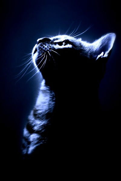 Тимур Ярмухаметов