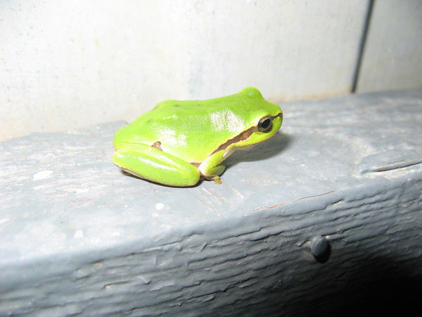 Алексей Тульских