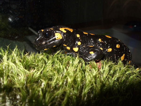 Мария Макарова