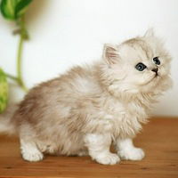 Виктория Степанова