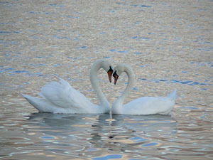 Наталья Соколова