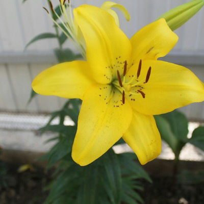 Алена Сапунова