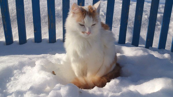 Оксана Носова