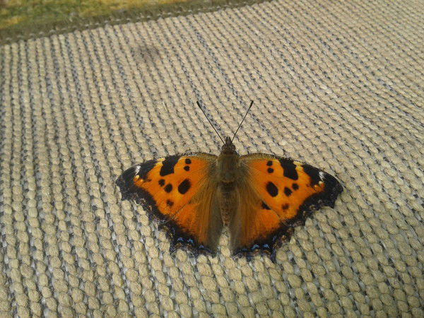 Любовь Казарина