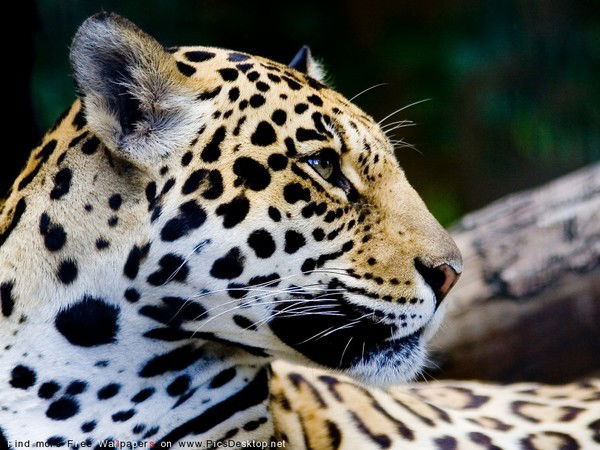 Марина Колокольцева