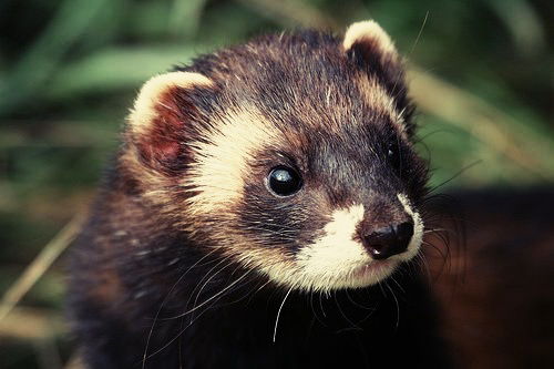 Татьяна Лесник