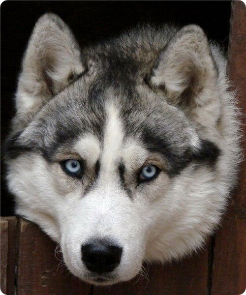 Евгений Бедарев