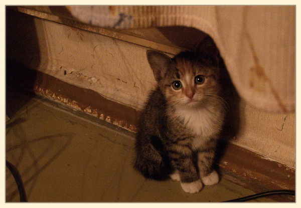 Ольга Борисенкова