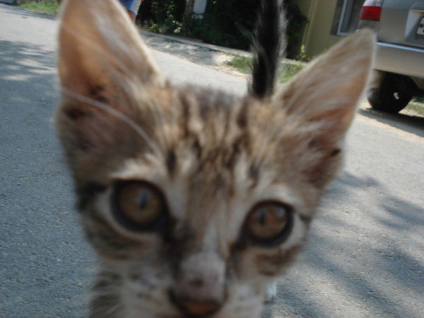 Наталья Семенова