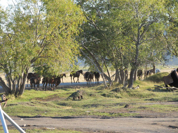 Осокин Осокин