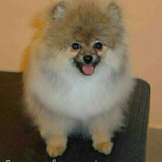 Александр Петров