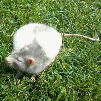 Алиса Нехаева