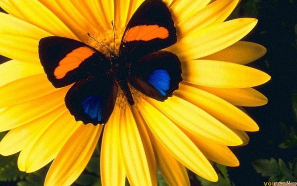 Almaty Gb Meesenburg