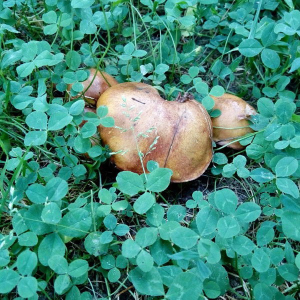 Мария Чиркова