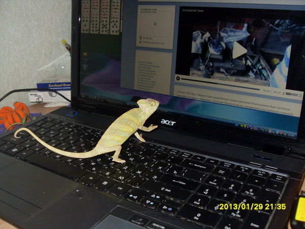 Еленка Ходорковская